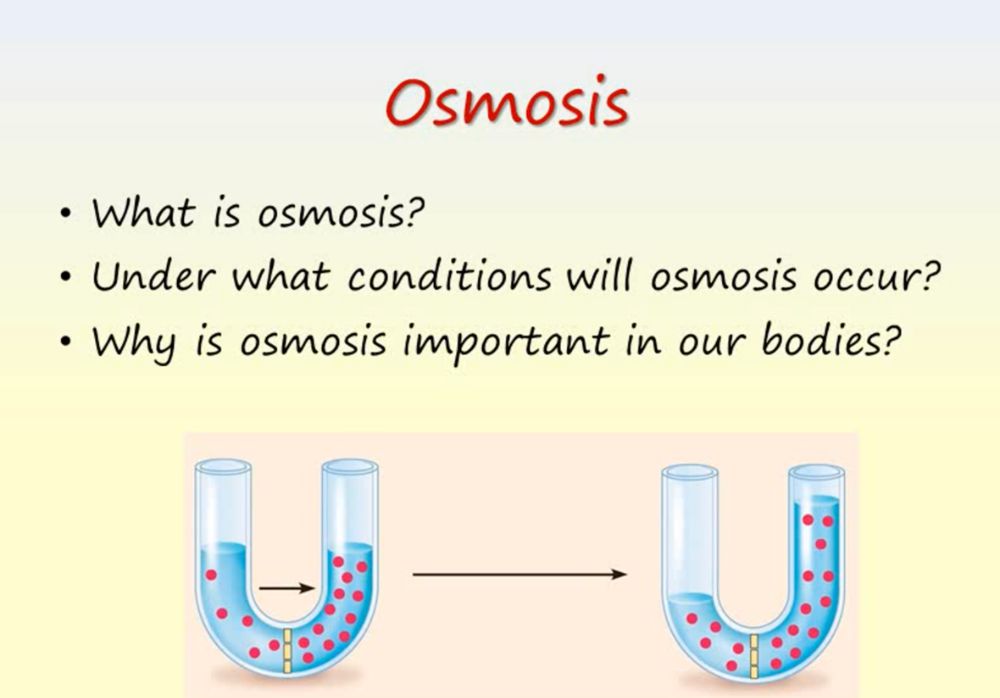 why is osmosis important for cells