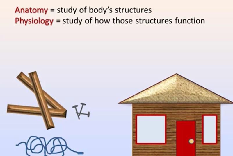 Anatomy & Physiology Video Tutorial & Practice | Pearson+ Channels