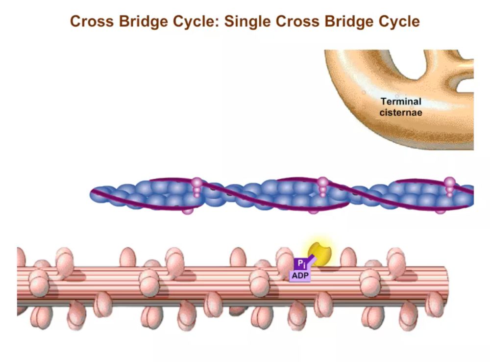 Cross Bridge Cycle Pearson+ Channels