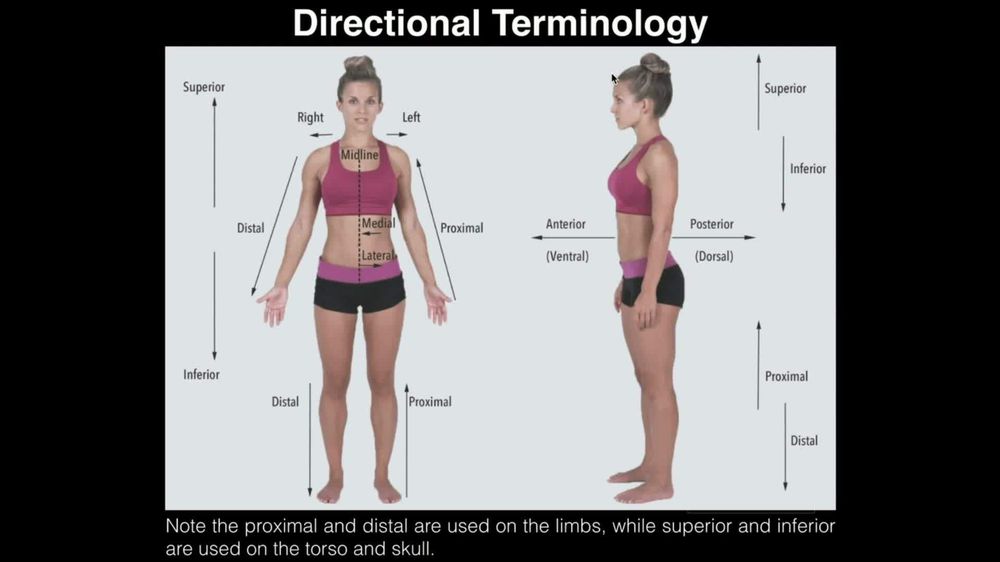 The frontal (coronal) plane divides the body into superior and in ...
