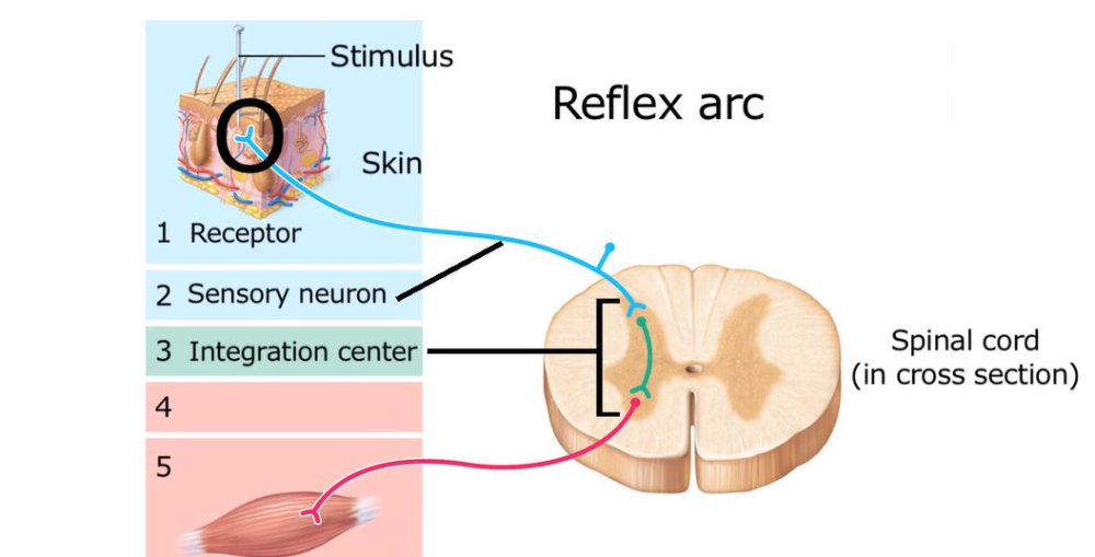 In a reflex arc, the __________ transmits afferent impulses to th ...