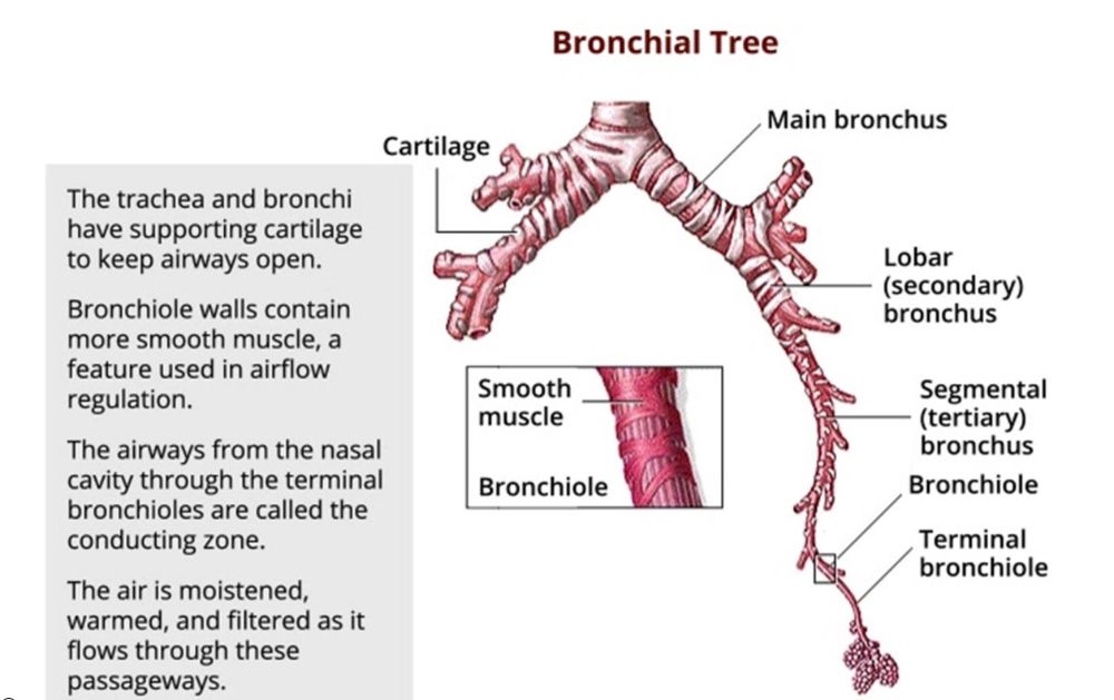 Upper Respiratory System Video Tutorial & Practice Pearson+ Channels
