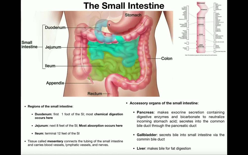 The __________ is the first segment of the small intestine. | Pearson+ ...