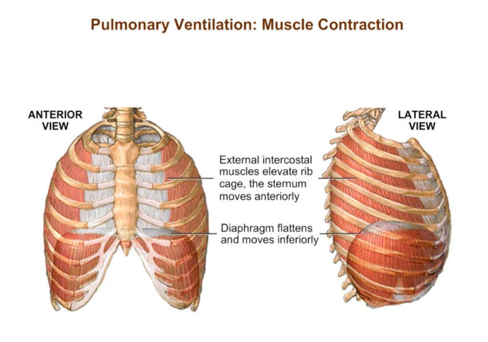 BioFlix Gas Exchange Pearson+ Channels