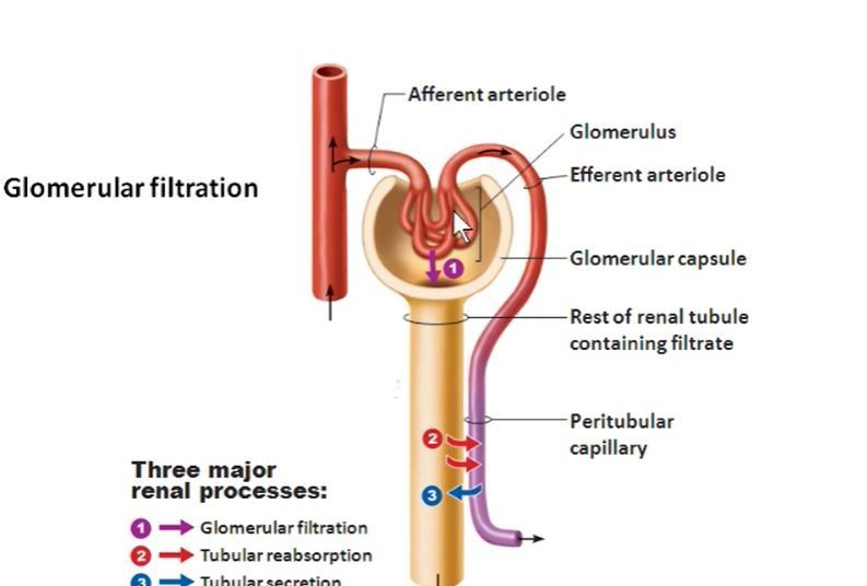 glomerular capillaries and peritubular capillaries