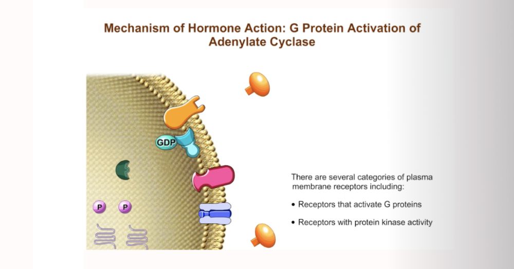 Mechanism of Hormone Action: Second Messenger System | Pearson+ Channels