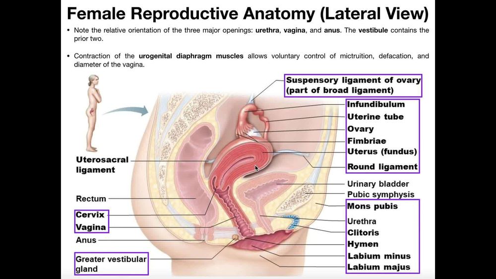 Female External Genitalia: Anatomy and Physiology | Pearson+ Channels