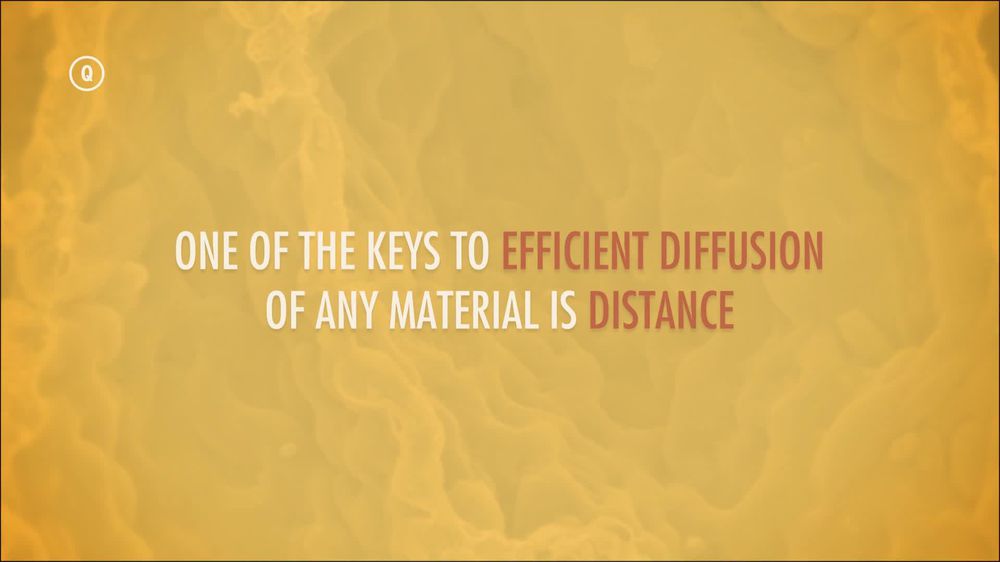 Overview of the Respiratory System, Animation Pearson+ Channels