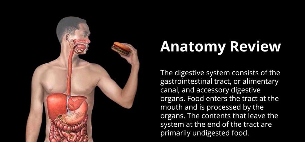 Overview of the Digestive System | Pearson+ Channels