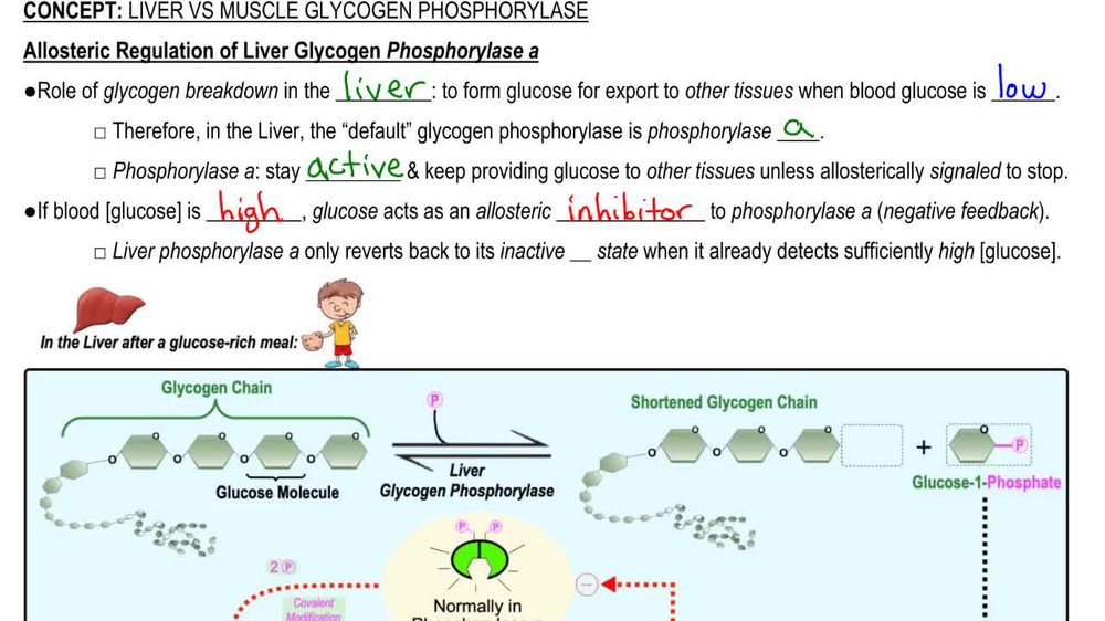 Glycogen Muscle