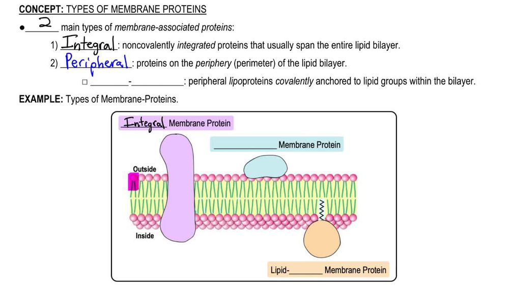 Peripheral Proteins