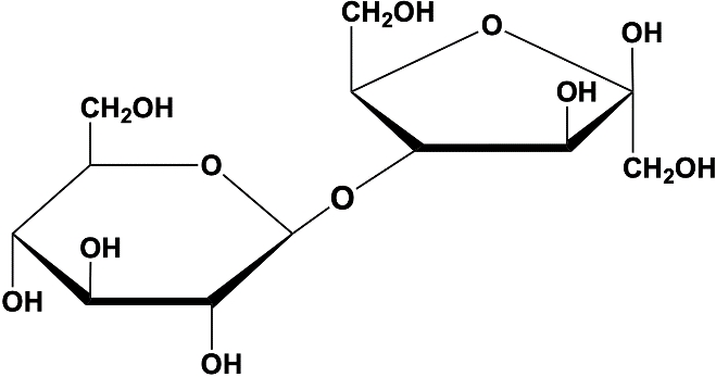 Glycosidic Bond Video Tutorial & Practice | Pearson+ Channels