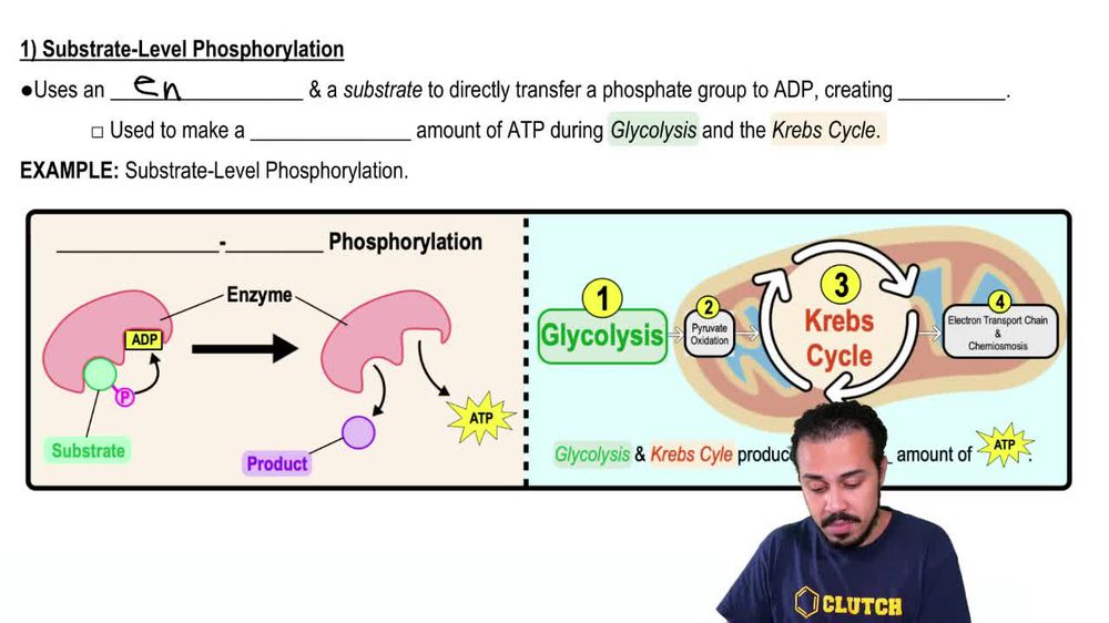 phosphorylation atp