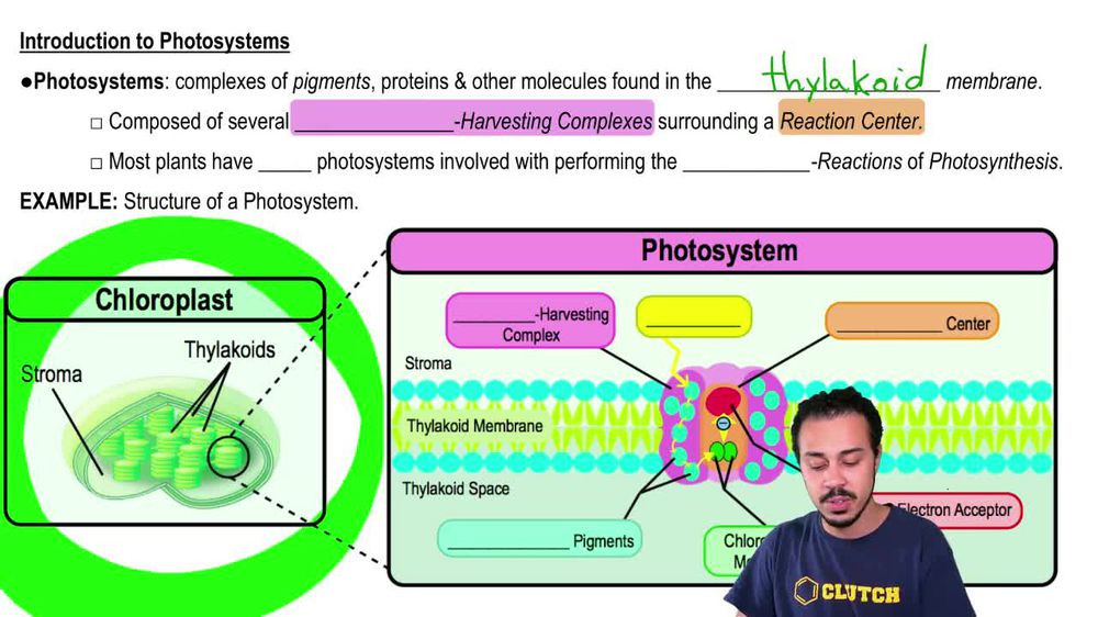 Separation of Pigments from the Extract of Spinach Leaves by Pape... Pearson+ Channels