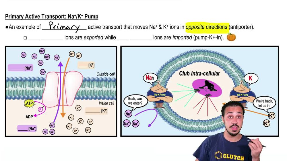 primary-active-transport-vs-secondary-active-transport-pearson-channels