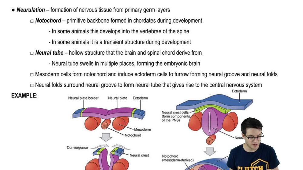 Organogenesis and Neurulation Pearson+ Channels