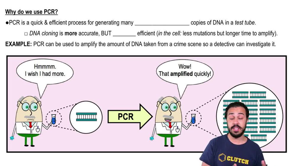 In the polymerase chain reaction (PCR), the sequence of bases in ...