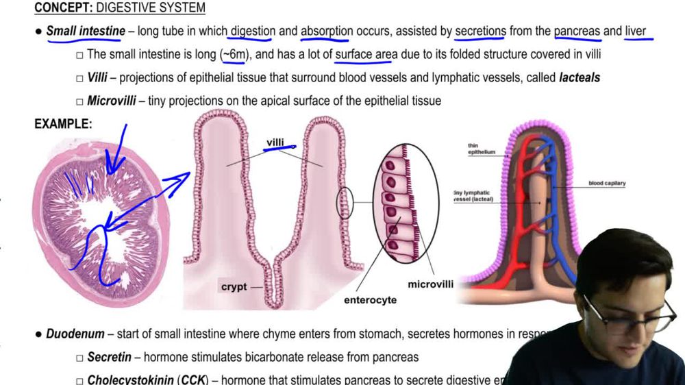 Where does absorption take place in the small intestine? | Pearson+ ...
