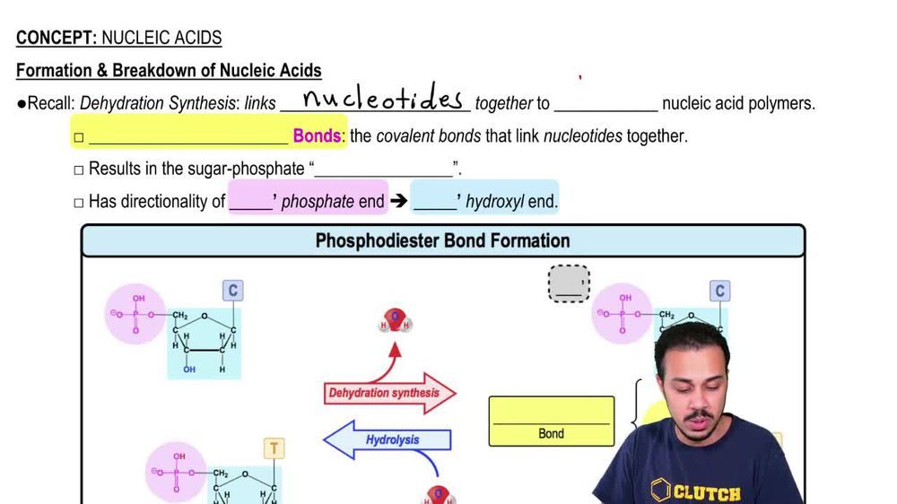 Enzymes that break down DNA catalyze the hydrolysis of the covale