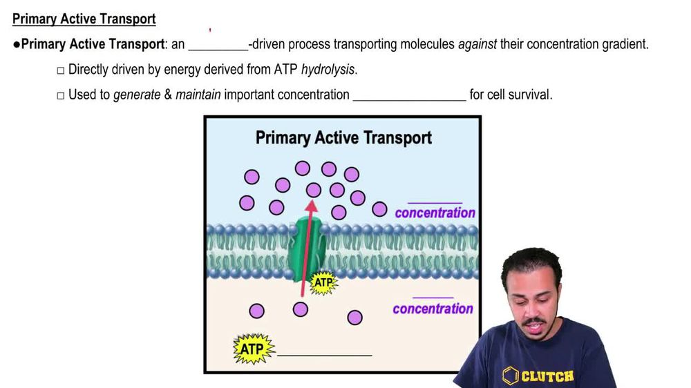 A sodiumpotassium pump ________. Pearson+ Channels