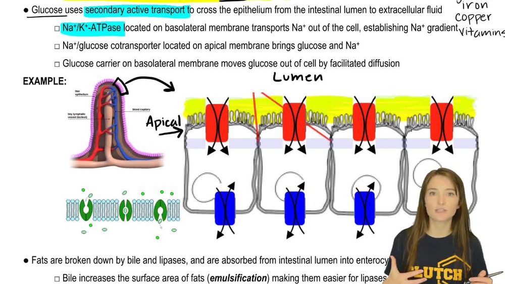 Where does absorption take place in the small intestine? Pearson+ Channels