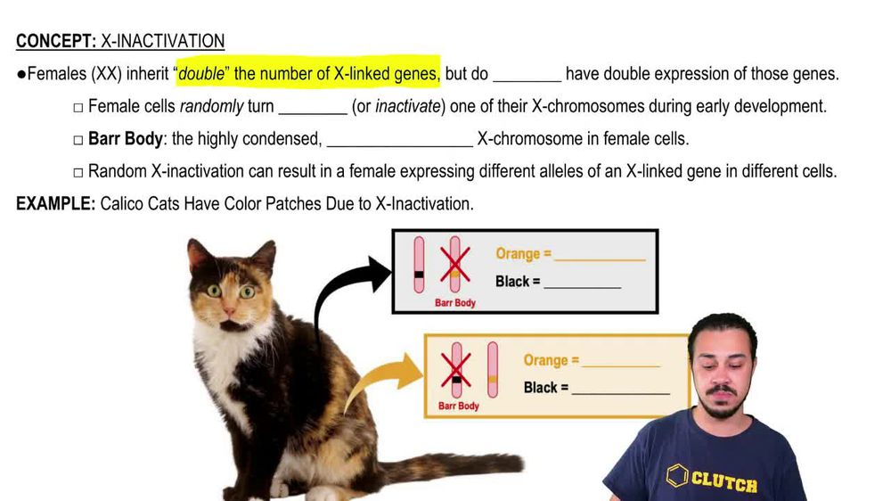 In cats, fur color is determined by an Xlinked gene; There are t... Pearson+ Channels