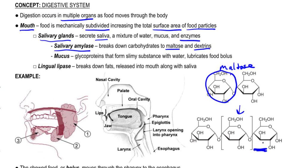 Where does absorption take place in the small intestine? Pearson+ Channels