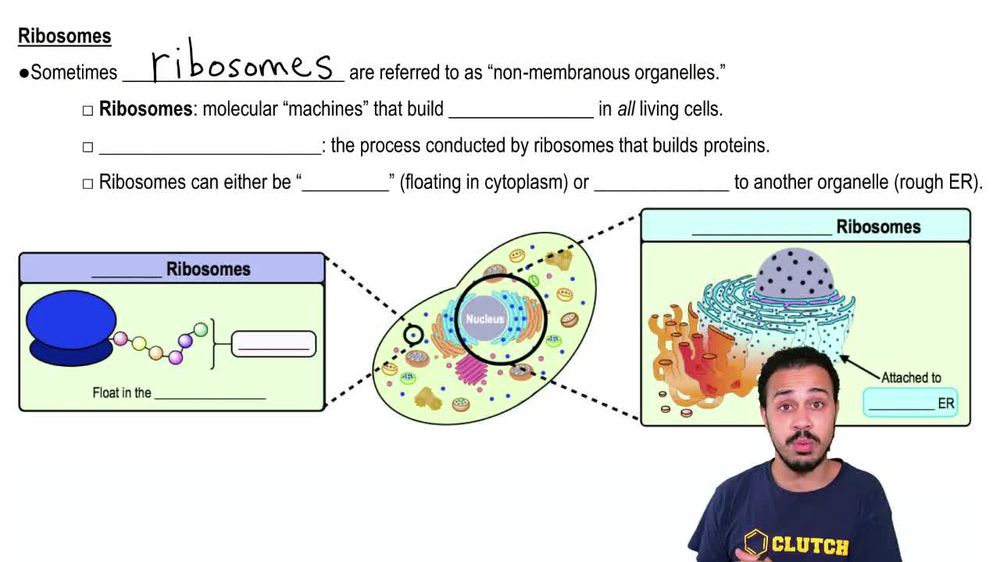 BioFlix:Tour of an Animal Cell | Pearson+ Channels