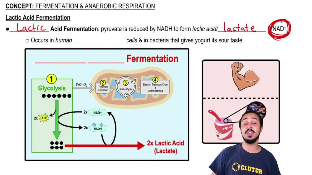 Lactic Acid & Alcoholic Fermentation Pearson+ Channels
