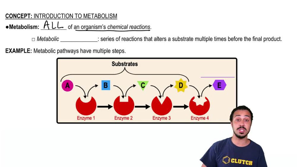 Metabolism, Anabolism, & Catabolism - Anabolic vs Catabolic React ...