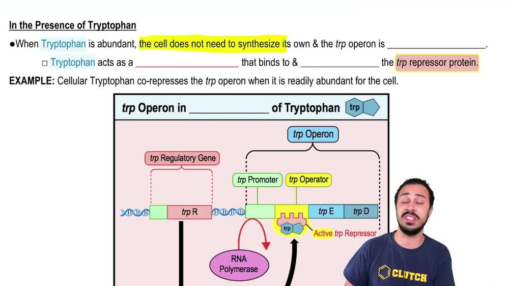 trp Operon & Attenuation explained in under 15 minutes Pearson+ Channels