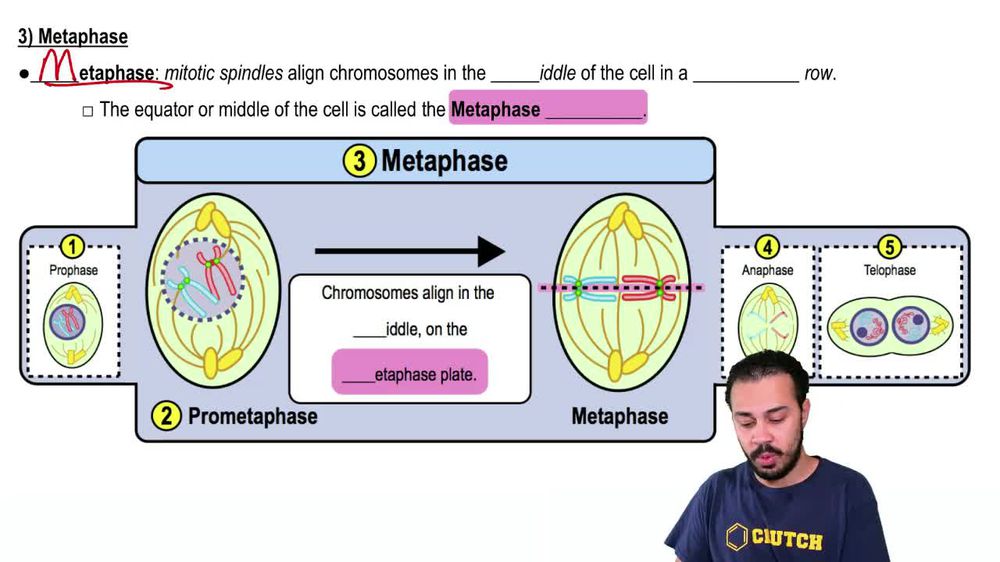Animation Mitosis Pearson+ Channels