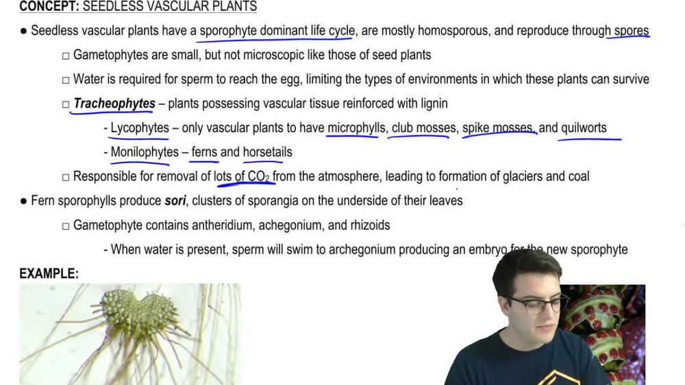 life cycle of a seedless vascular plant