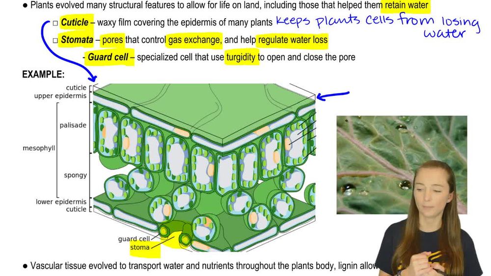 Overview of Plant Classification Vascular and Nonvascular Plants