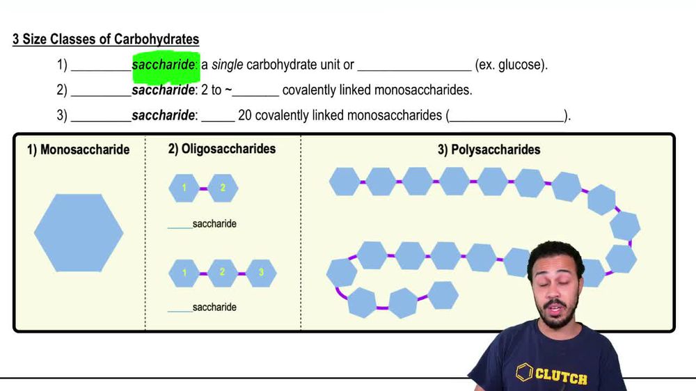 Amylase is an enzyme that breaks down starch. Why can the same en