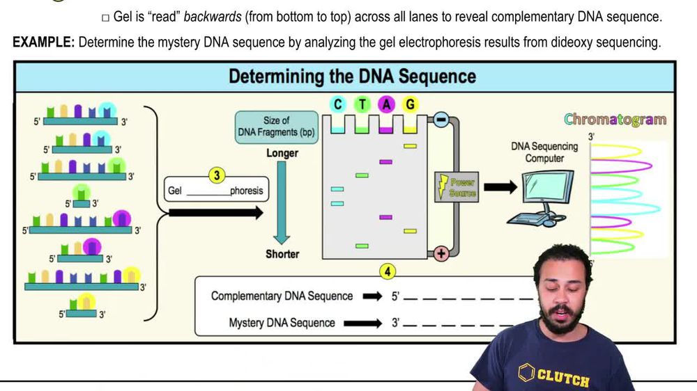 How does Sanger Sequencing Work? Seq It Out 1 Pearson+ Channels