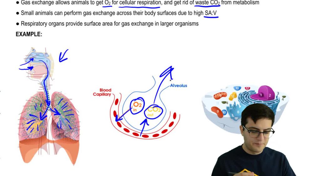 Mechanism of Breathing, Animation | Pearson+ Channels