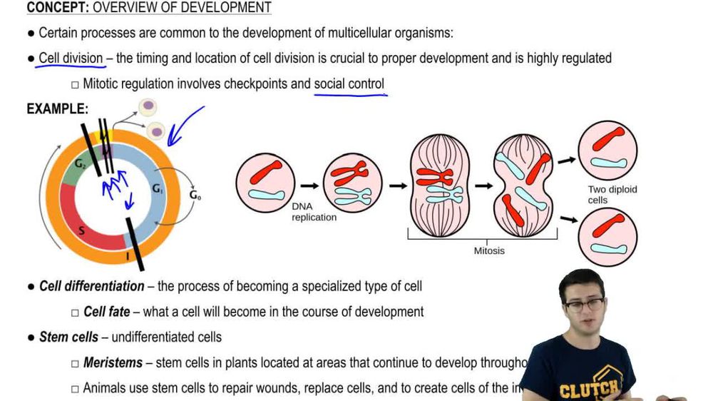 HHMI BioInteractive: Somatic Cell Nuclear Transfer Animation | Pearson+ ...