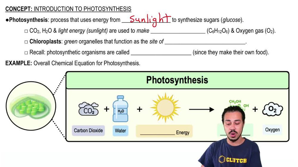 The source of the oxygen produced by photosynthesis has been iden