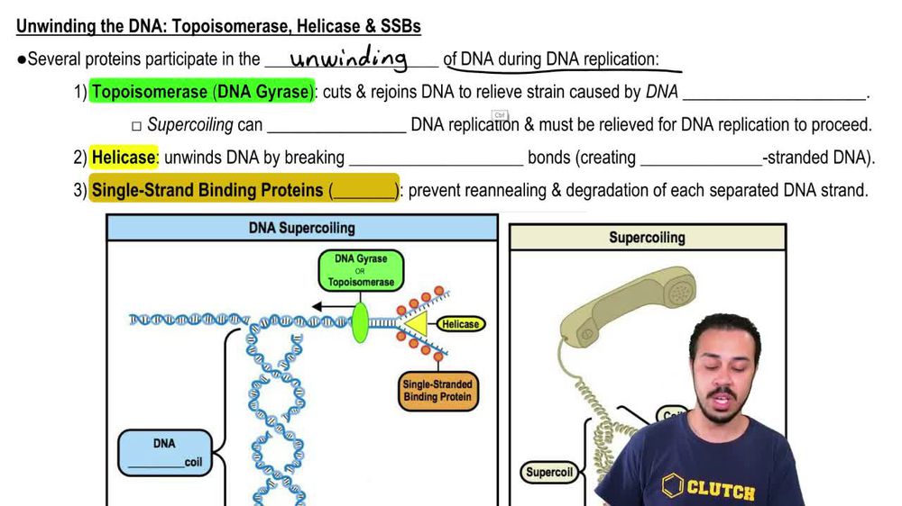 BioFlix DNA Replication Pearson+ Channels