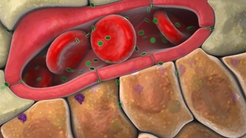 BioFlix: Homeostasis: Regulating Blood Sugar | Pearson+ Channels