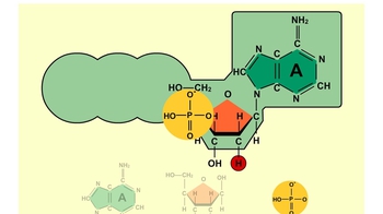 What is ATP's importance in the cell? | Pearson+ Channels