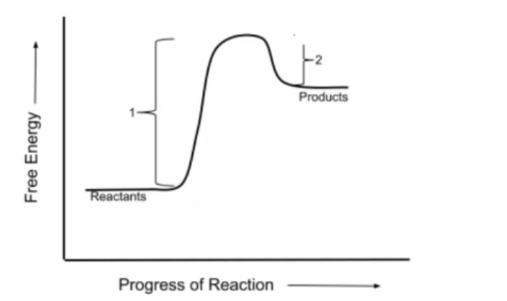 Gibbs Free Energy and Equilibrium Video Tutorial & Practice | Pearson+
